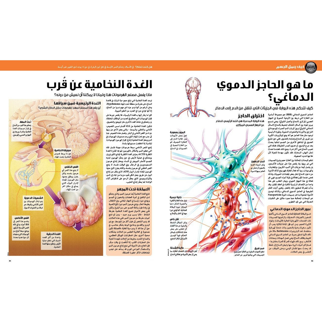 (سلسلة العقول الذكية   كتاب كيف تعمل الأشياء   (جسم الإنسان