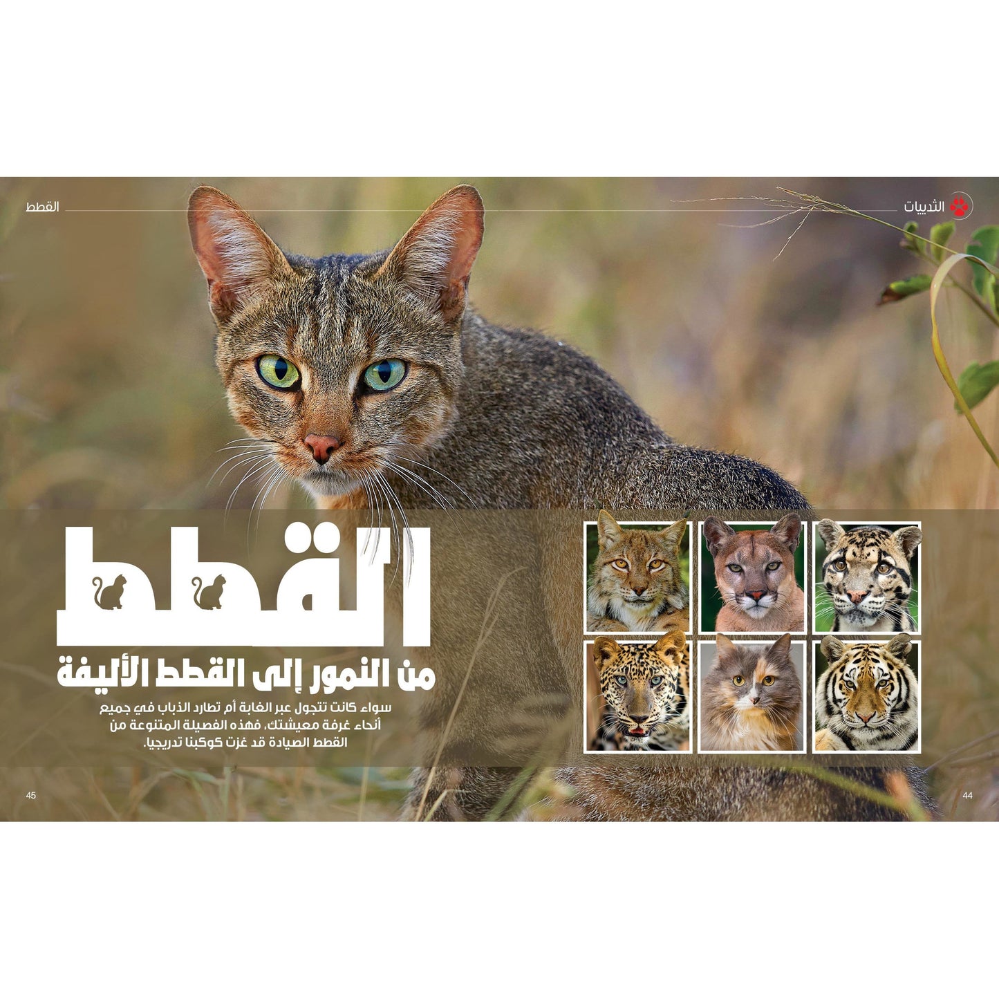 (سلسلة العقول الذكية   كتاب كيف تعمل الأشياء  ( عالم الحيوان