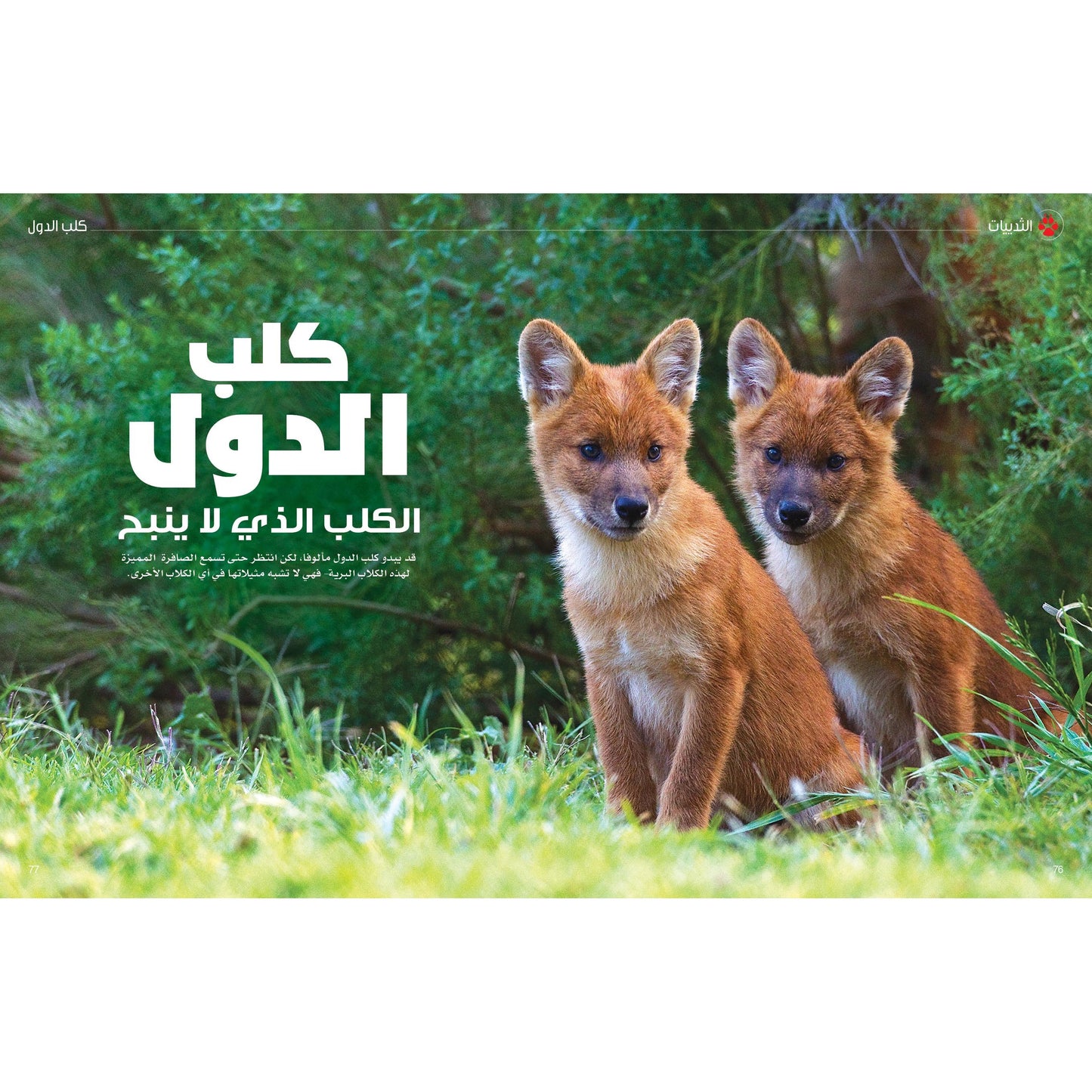 (سلسلة العقول الذكية   كتاب كيف تعمل الأشياء  ( عالم الحيوان